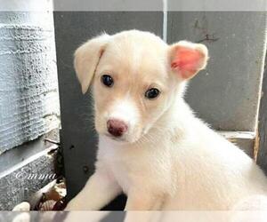 Labrador Retriever Dogs for adoption in Montgomery, TX, USA