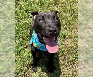 American Pit Bull Terrier-Unknown Mix Dogs for adoption in Tulsa, OK, USA