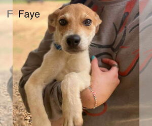 Labrador Retriever-Unknown Mix Dogs for adoption in Bristol, CT, USA