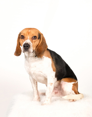 Medium Photo #1 Beagle Puppy For Sale in St. Louis Park, MN, USA