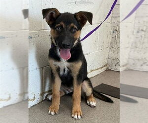 German Shepherd Dog Dogs for adoption in San Bernardino, CA, USA