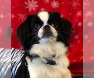 Japanese Chin Dogs for adoption in Greensboro, NC, USA