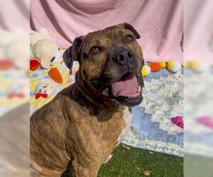 Medium Photo #4 American Pit Bull Terrier Puppy For Sale in Salinas, CA, USA