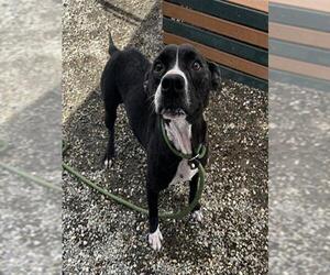 American Pit Bull Terrier-Labrador Retriever Mix Dogs for adoption in Palmetto, FL, USA