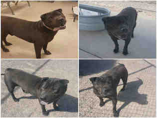 Chinese Shar-Pei Dogs for adoption in Brighton, CO, USA