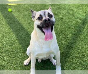 Norwegian Buhund-Pug Mix Dogs for adoption in Orange, CA, USA