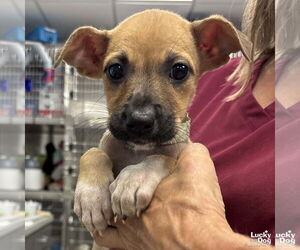 Mutt Dogs for adoption in Washington, DC, USA