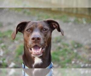 Lab-Pointer Dogs for adoption in West Cornwall, CT, USA