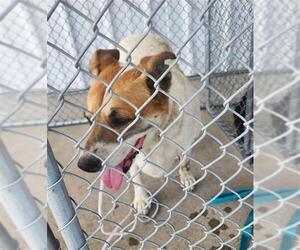Staffordshire Bull Terrier Dogs for adoption in Bakersfield, CA, USA