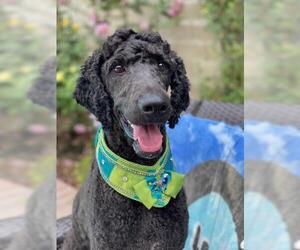Poodle (Standard) Dogs for adoption in Parlier, CA, USA
