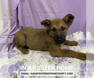 German Shepherd Dog-Unknown Mix Dogs for adoption in Modesto, CA, USA