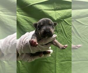 American Pit Bull Terrier-Unknown Mix Dogs for adoption in Riverside, CA, USA