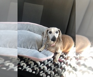 Dachshund Dogs for adoption in Bellevue, WA, USA