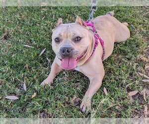 Staffordshire Bull Terrier-Unknown Mix Dogs for adoption in San Clemente, CA, USA