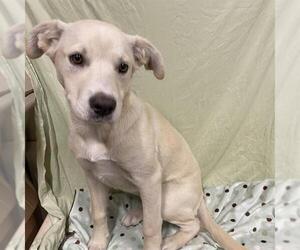 German Shepherd Dog-Unknown Mix Dogs for adoption in Modesto, CA, USA