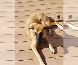 Mutt Dogs for adoption in Elmsford, NY, USA