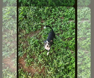 Medium Photo #2 Chihuahua Puppy For Sale in San Antonio, TX, USA