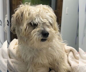 Maltese-Unknown Mix Dogs for adoption in Chico, CA, USA