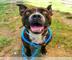 American Pit Bull Terrier Dogs for adoption in Long Beach, CA, USA