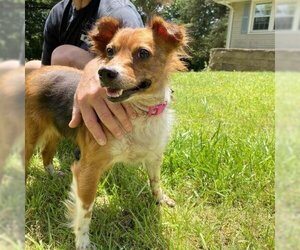 Jack Russell Terrier Dogs for adoption in Griswold, CT, USA