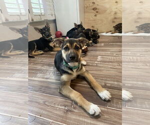 German Shepherd Dog-Unknown Mix Dogs for adoption in Seattle, WA, USA