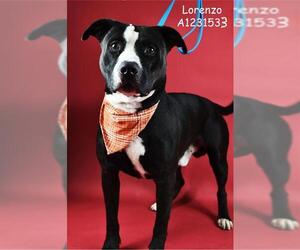 American Pit Bull Terrier Dogs for adoption in Bakersfield, CA, USA
