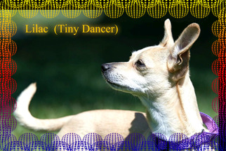 Dachshund Dogs for adoption in New Castle DE, DE, USA