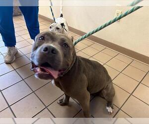 American Staffordshire Terrier Dogs for adoption in Ocala, FL, USA