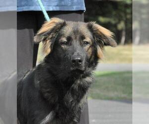 German Shepherd Dog Dogs for adoption in Canfield, OH, USA
