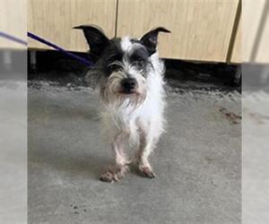 Norwich Terrier-Unknown Mix Dogs for adoption in Camarillo, CA, USA