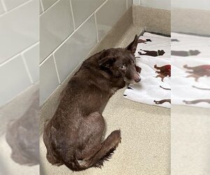 Mutt Dogs for adoption in Grand Prairie, TX, USA