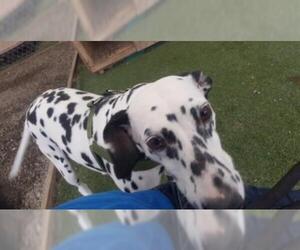 Dalmatian Dogs for adoption in San Pablo, CA, USA