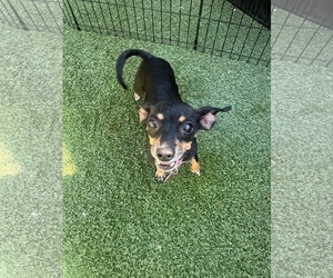 Chipin Dogs for adoption in Phoenix, AZ, USA