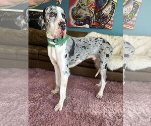 Great Dane Dogs for adoption in Goodyear, AZ, USA