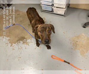 Plott Hound Dogs for adoption in Ocala, FL, USA