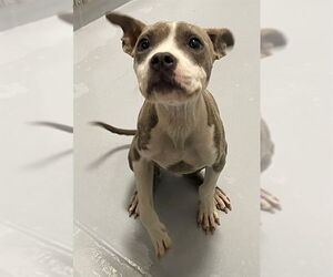 American Pit Bull Terrier-Unknown Mix Dogs for adoption in Augusta, GA, USA