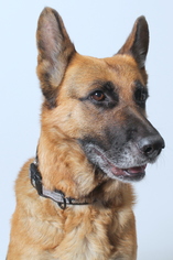German Shepherd Dog Dogs for adoption in West Hollywood, CA, USA