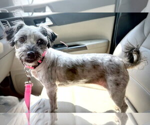 Shih Tzu-Unknown Mix Dogs for adoption in Holly Springs, NC, USA