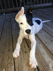 Small Great Dane-Pointer Mix
