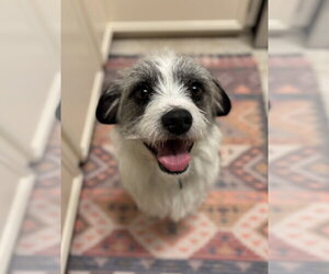 Mutt Dogs for adoption in Boston, MA, USA