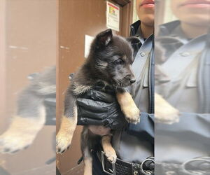 Rottweiler Dogs for adoption in Stockton, CA, USA