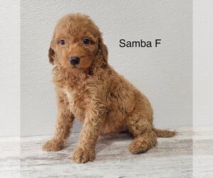 Goldendoodle (Miniature) Dogs for adoption in Studio City, CA, USA