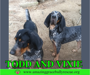 Mutt Dogs for adoption in Pensacola, FL, USA