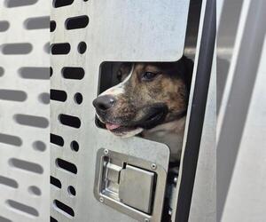 American Staffordshire Terrier-Unknown Mix Dogs for adoption in San Antonio, TX, USA