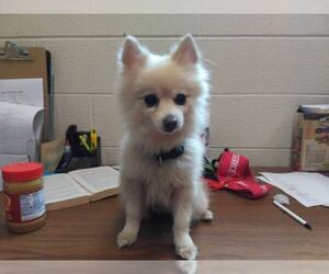 Pomeranian Dogs for adoption in Beckley, WV, USA