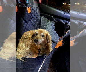 Golden Retriever-Unknown Mix Dogs for adoption in Bonita Springs, FL, USA