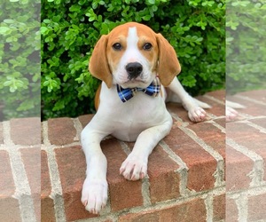 Beagle-Unknown Mix Dogs for adoption in Brownsboro, AL, USA