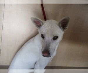 Mutt Dogs for adoption in Ocala, FL, USA