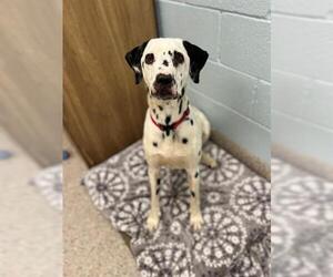 Dalmatian Dogs for adoption in Brighton, CO, USA