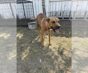 Boxer-Unknown Mix Dogs for adoption in San Antonio, TX, USA